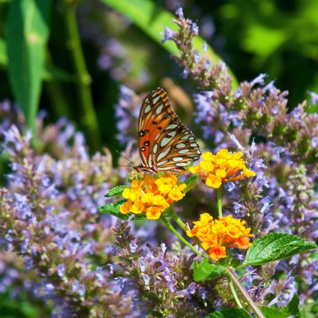 Coastal Georgia Botanical Gardens