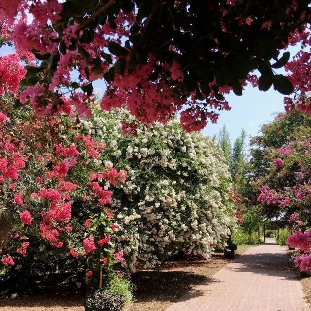 Coastal Georgia Botanical Gardens