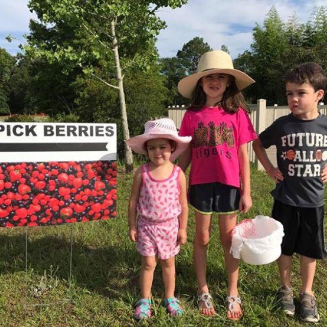 U-Pick Berries Coastal Georgia Botanical Gardens