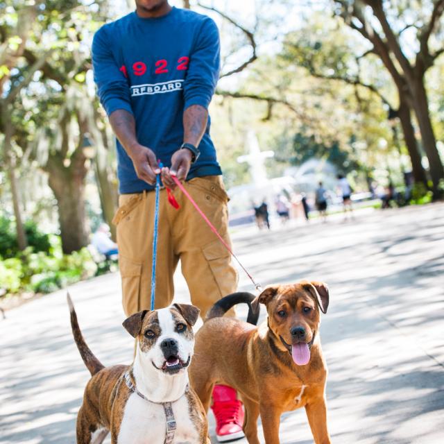 Dogs in Forsyth Park