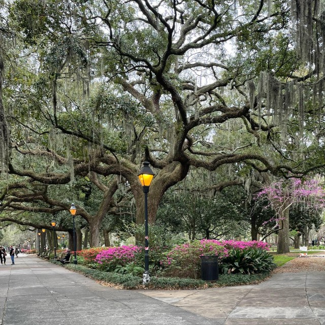 forsyth park trees