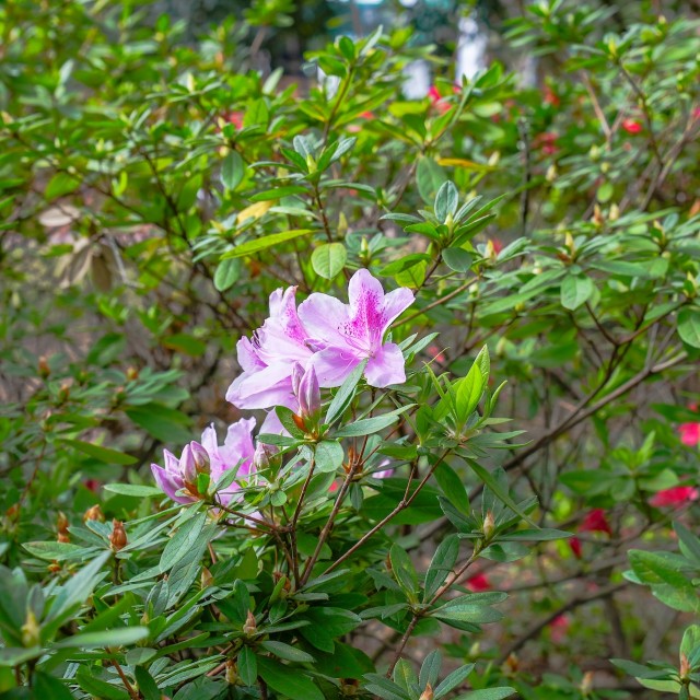 Pink azalea bush in bloom