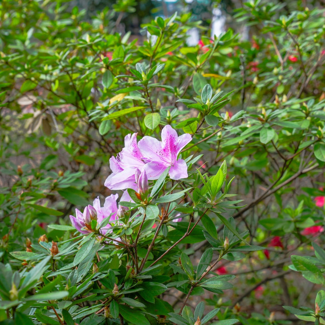 Pink azalea bush in bloom