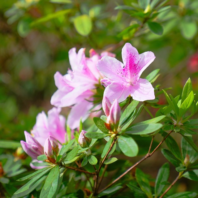 Pink azalea flowers in bloom.