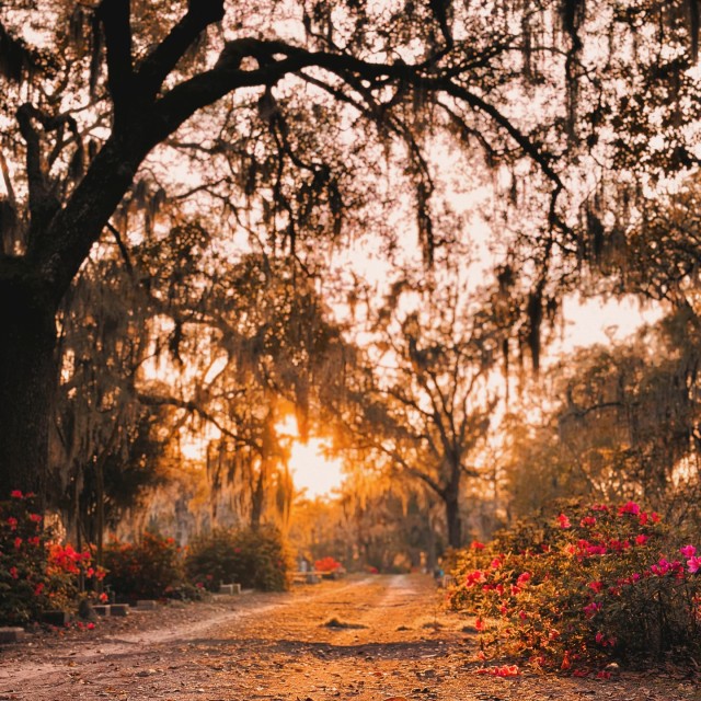 A sunset view of Bonaventure Cemetery in Savannah, GA