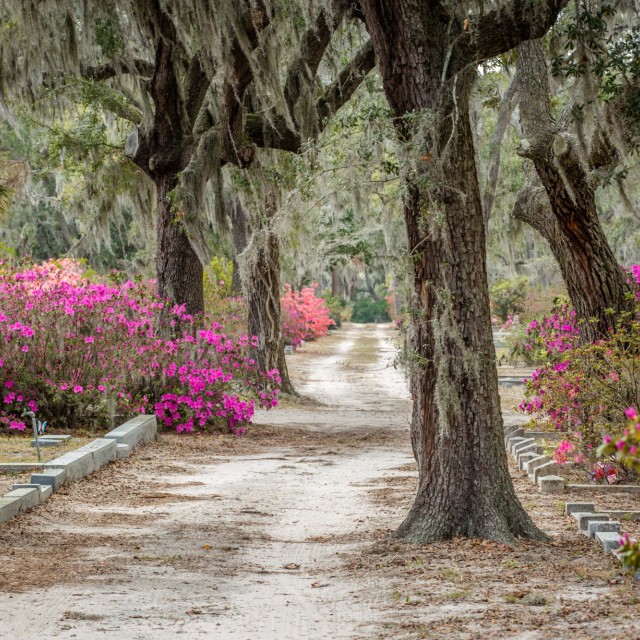 azaleas-bonaventure-cemetery6.jpg