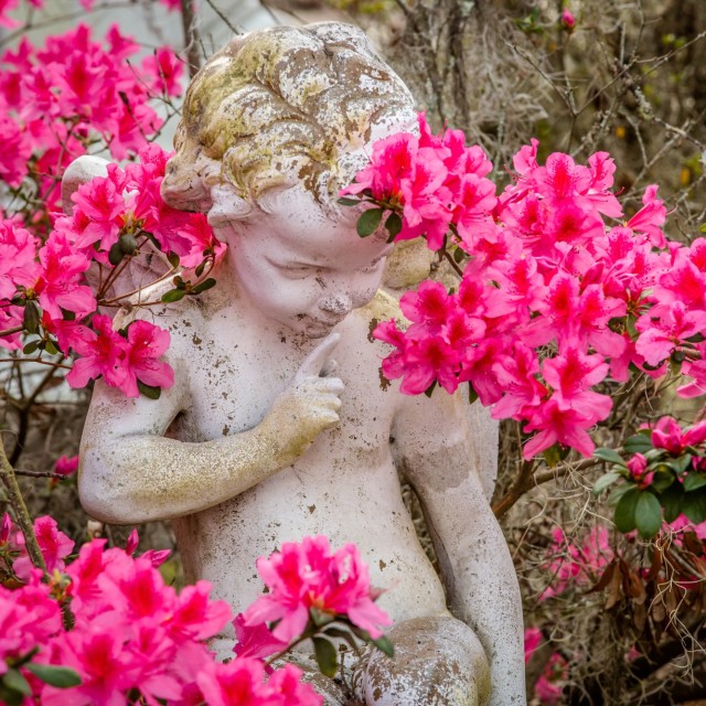 azaleas-bonaventure-cemetery7.jpg