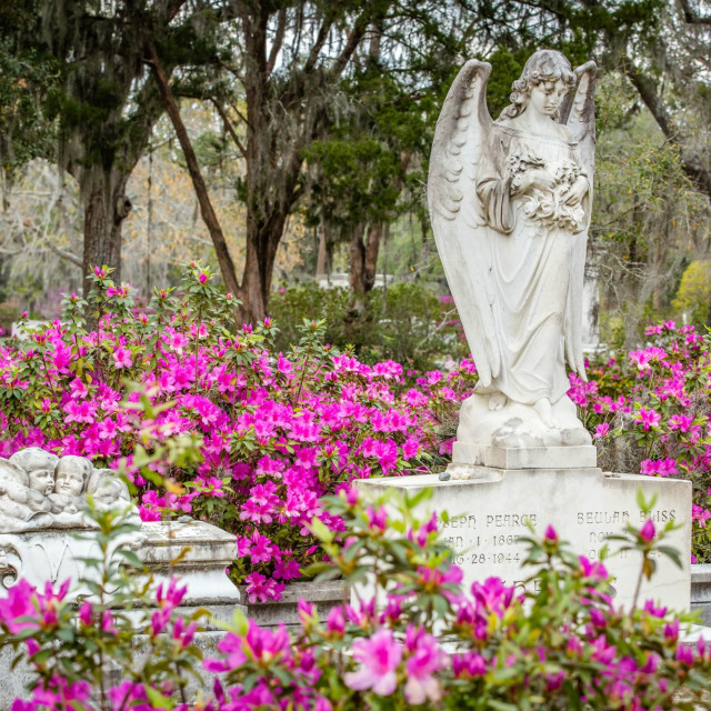 azaleas-bonaventure-cemetery8.jpg