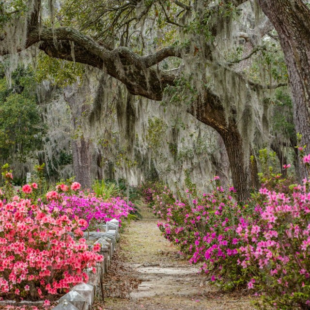 Azaleas Bonaventure Cemetery