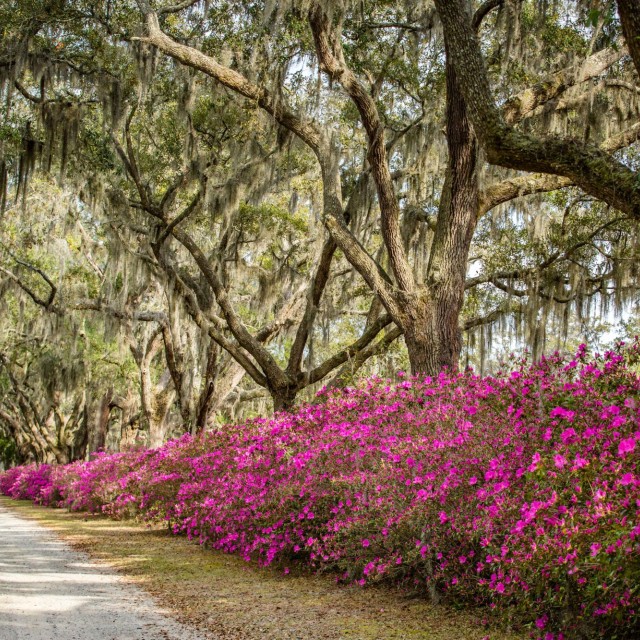 bonaventure_azaleas.jpg