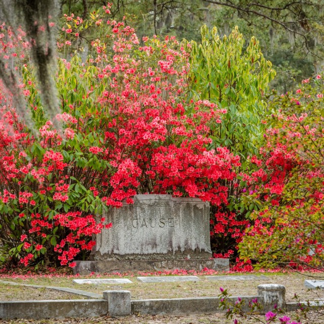 azaleas-bonaventure-cemetery11.jpg