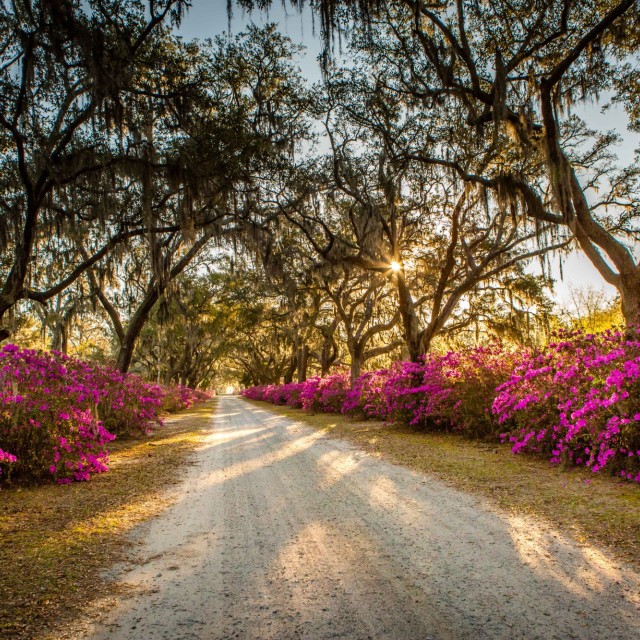 azaleas-bonaventure-cemetery12.jpg