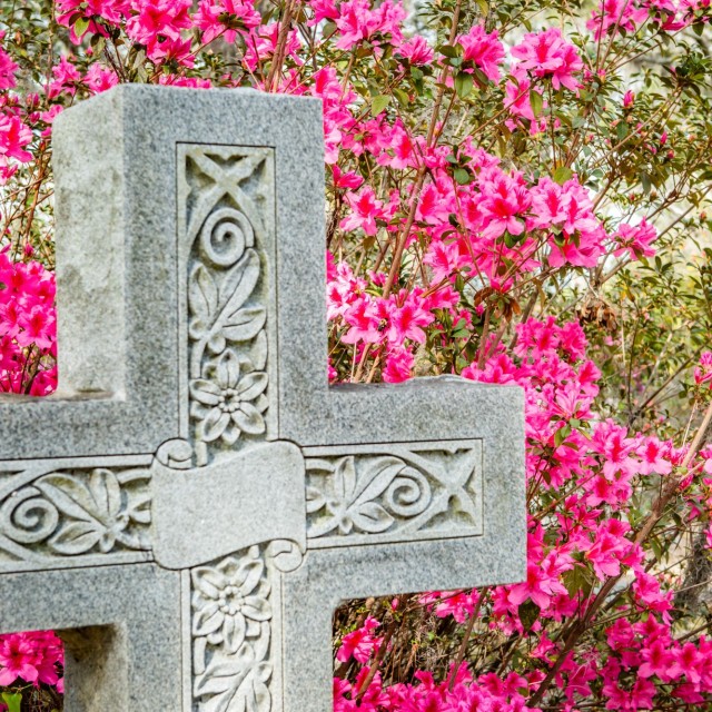 azaleas-bonaventure-cemetery3.jpg