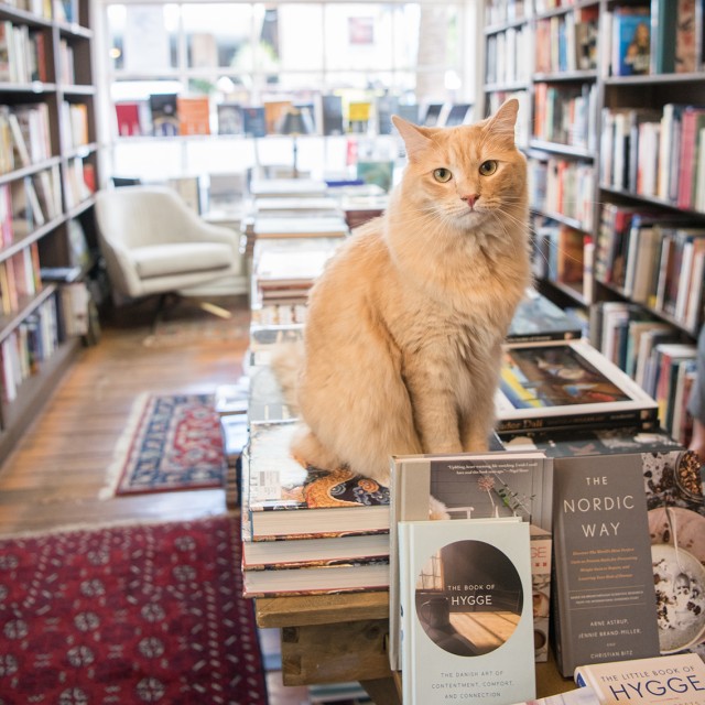 bookstore-cat-historic-district.jpg