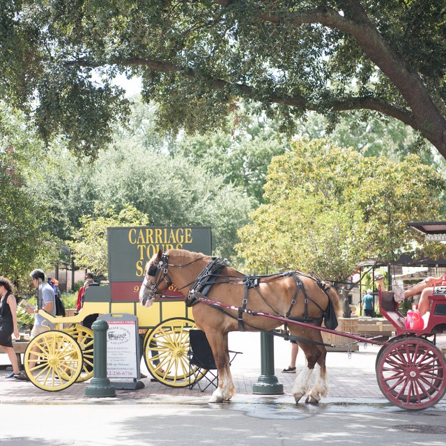 carriage-tour-horse-historic.jpg