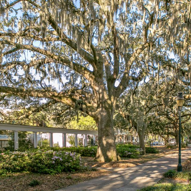 forsyth-park-fragrant-garden.jpg