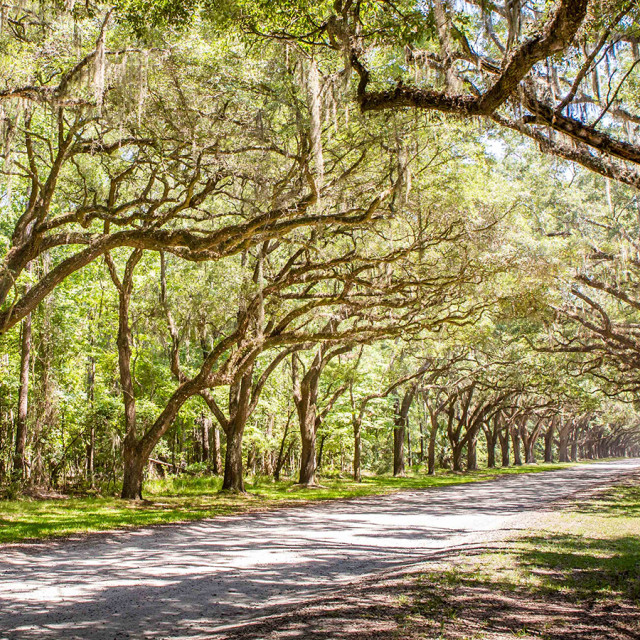 hero-wormsloe-moon-river-district.jpg