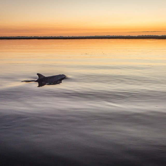 hero_little_tybee_dolphin.jpg