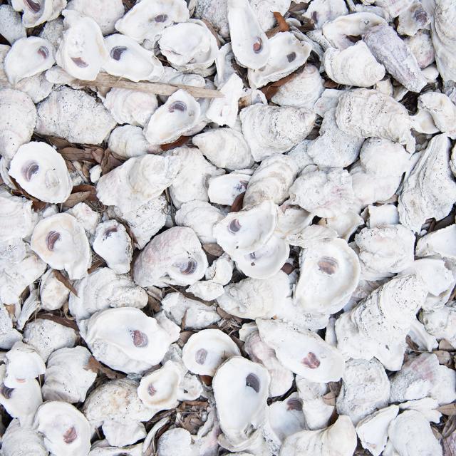 moon-river-fossil-oyster-shells.jpg