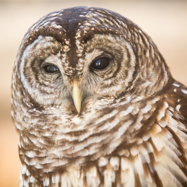 Oatland Island Wildlife Center Owl