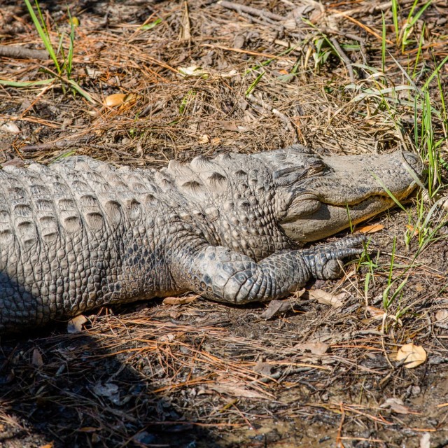 Oatland Island Wildlife Center Alligator