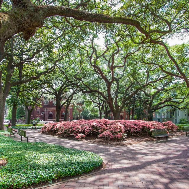 spring-pulaski-square-azaleas-oaks.jpg