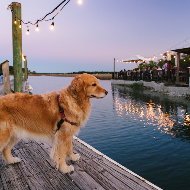 the-wyld-dock-bar.jpg