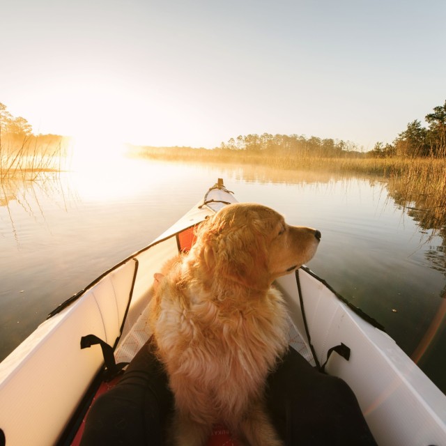 A dog in a kayak in Savannah, Georgia