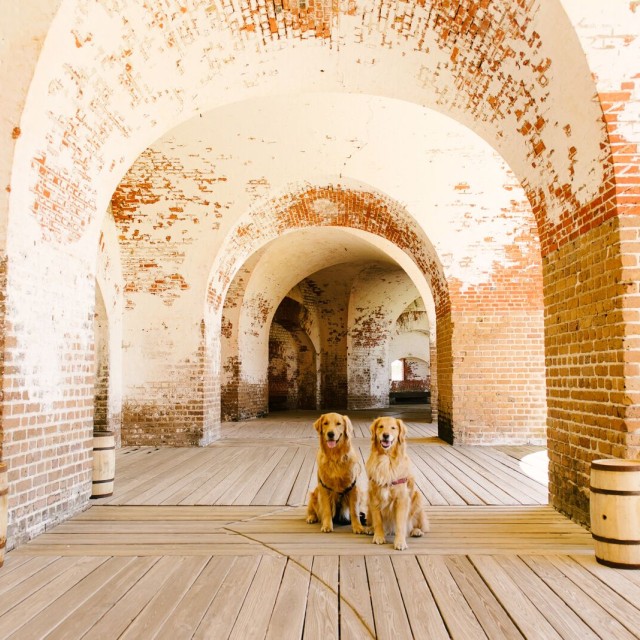 Dogs at Fort Pulaski in Savannah, Georgia