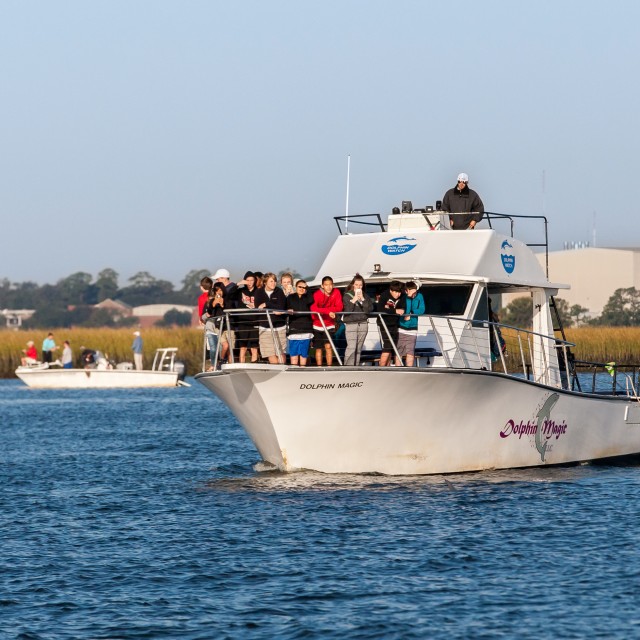 tybee dolphin tour