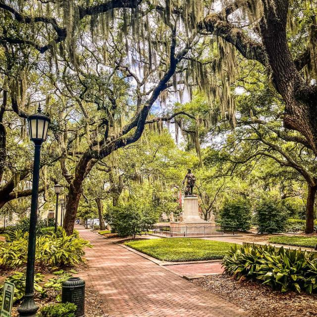 savannah square trees