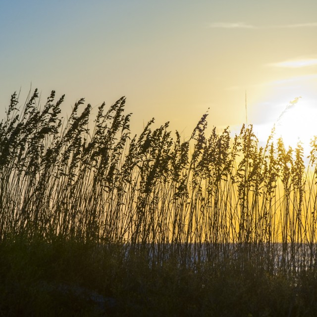 tybee-sea-oats-sunrise.jpg