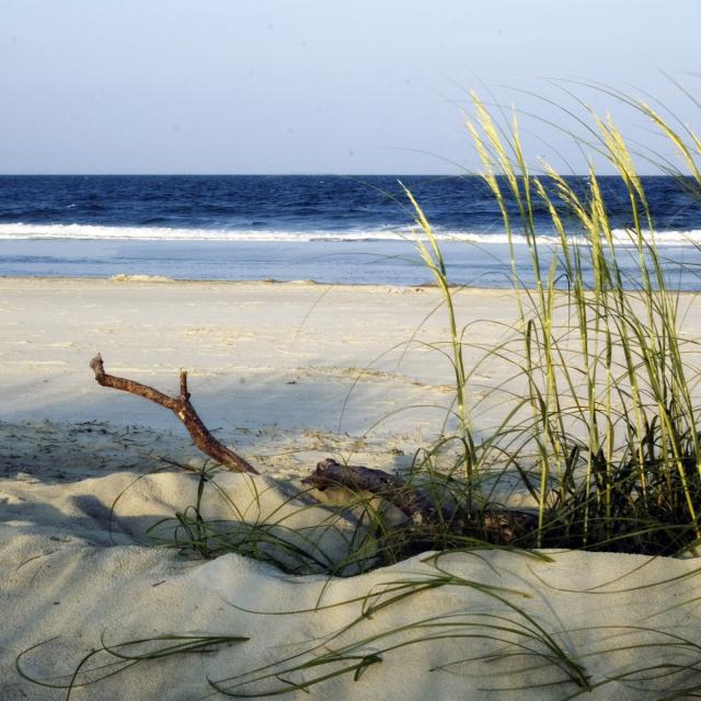 tybee-shore-and-seaoats.jpg