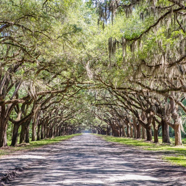 wormsloe-oak-canopy.jpg