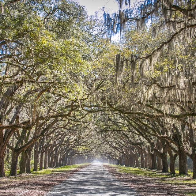 Wormsloe-Historic-Site.jpg