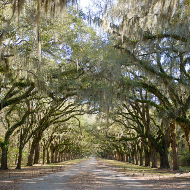wormsloe-state-historic-site.jpg