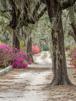 azaleas-bonaventure-cemetery6.jpg