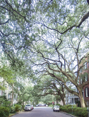 Jones Street in Savannah