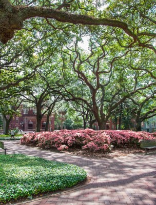 spring-pulaski-square-azaleas-oaks.jpg