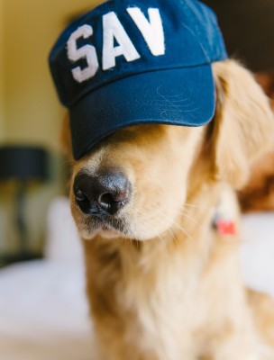 dog-sav-hat-samanthabrookemignone.jpg