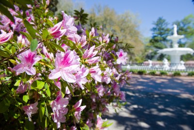 savannah-azaleas.jpg