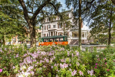 Springtime-Azaleas-in-Savannah.jpg