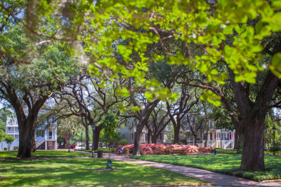 Savannah-square-1.jpg