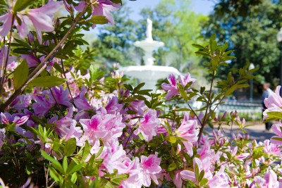 hero_forsyth_fountain_azaleas.jpg