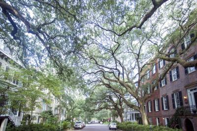 Jones Street in Savannah