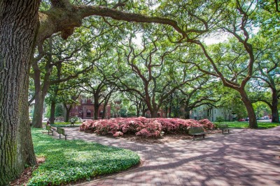 spring-pulaski-square-azaleas-oaks.jpg