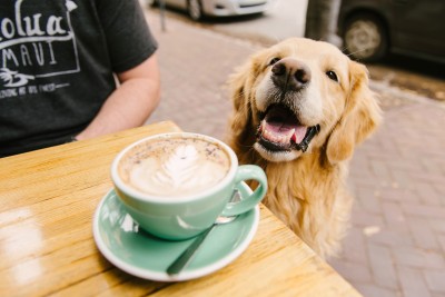 dog-collins-quarter-coffee-samanthabrookemignonejpg