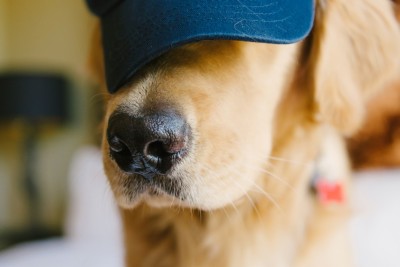dog-sav-hat-samanthabrookemignone.jpg