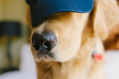 dog-sav-hat-samanthabrookemignone.jpg