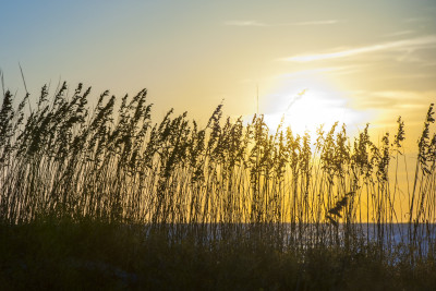 tybee-sea-oats-sunrise.jpg